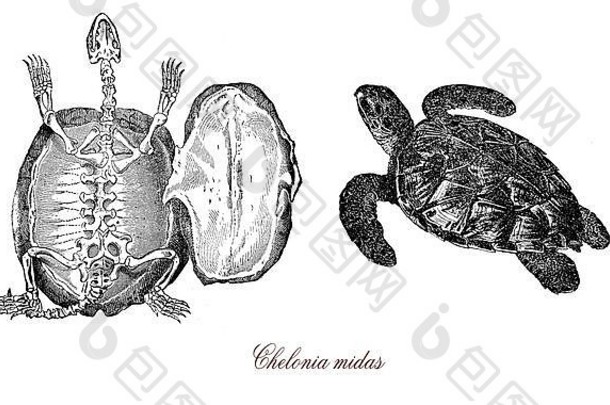 绿色海乌龟额部分大海乌龟热带亚热带海洋食草濒临灭绝的受保护的物种