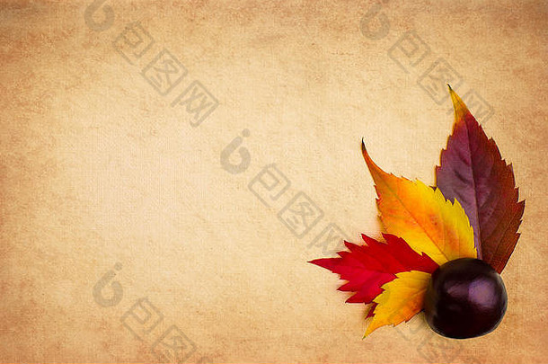 色彩斑斓的秋天叶子栗变形纸难看的东西背景