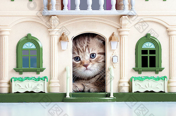 小小猫玩玩具房子