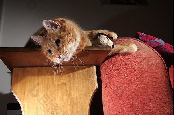 姜猫玩玩具鼠标