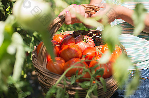 挑选西红柿篮子私人花园