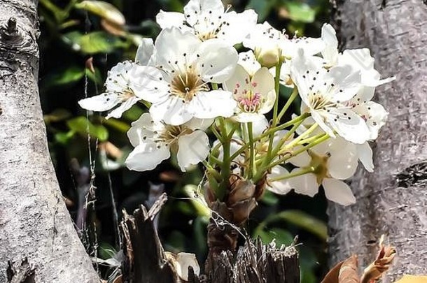 白色花花朵梨树春天阳光特写镜头