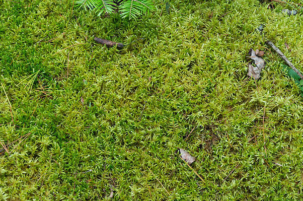 软绿色长满青苔的林地地板上自然背景叶碎片有羽毛的莫斯的叶子