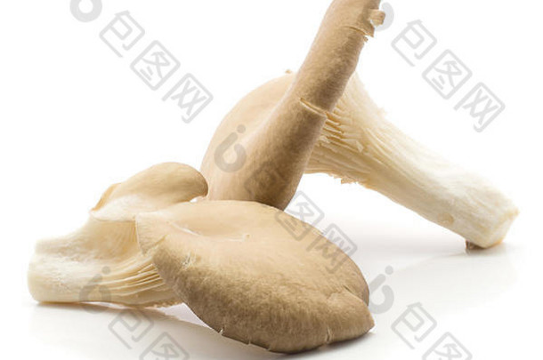 牡蛎蘑菇普通蘑菇鸵鸟孤立的白色背景生新鲜的