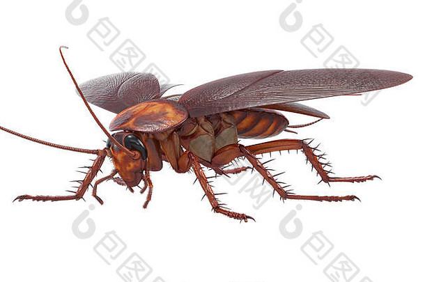 蟑螂错误昆虫生物
