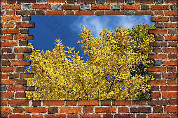 破碎的砖墙视图秋天黄色的树蓝色的天空