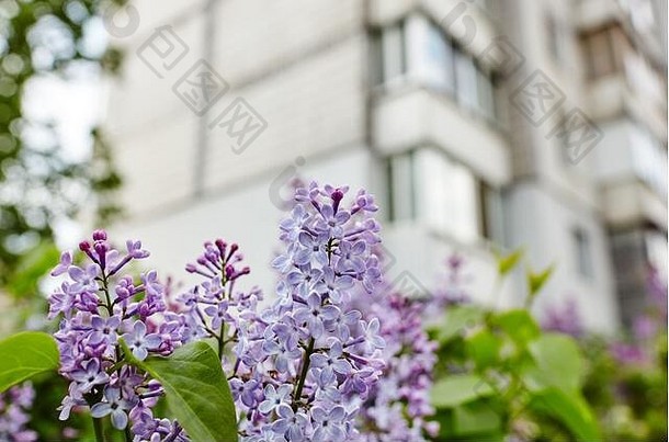 美丽的淡紫色开花开花淡紫色树新鲜的春天背景自然在户外软焦点图像开花花春天时间