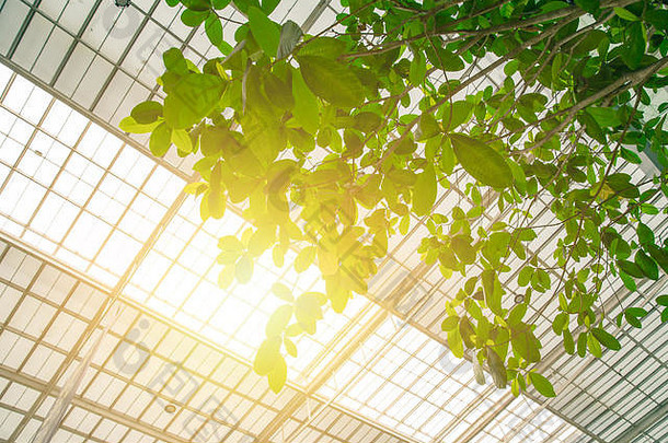 绿色生态建筑概念室内绿色树太阳屋顶清洁新鲜的空气低能源