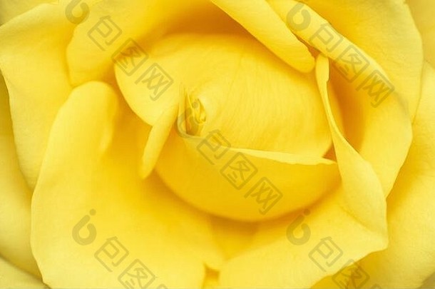 特写镜头中心黄色的玫瑰蔷薇属