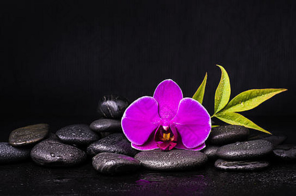水疗中心集团黑色的石头紫色的兰花花树叶黑暗背景