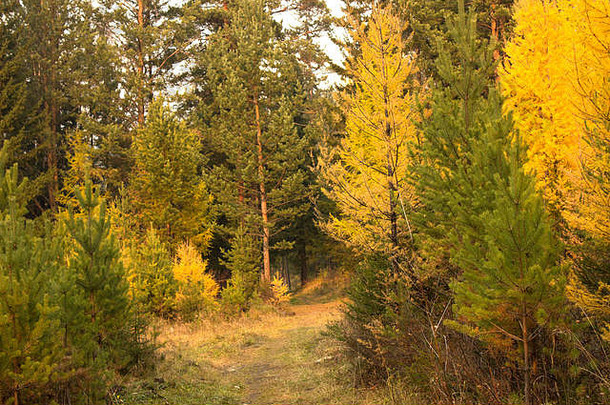 污垢路秋天森林西伯利亚景观色彩斑斓的树