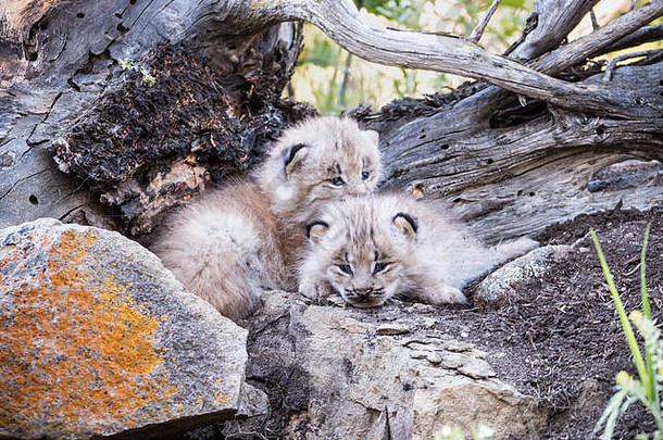 加拿大猞猁小猫拥抱温暖的勃兹曼蒙大拿美国俘虏动物