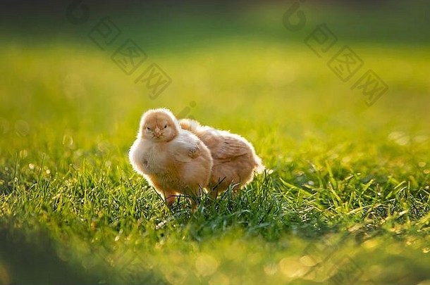 美丽的蹒跚学步的男孩吃甜蜜的面包鸡蛋花园日落小鸡运行