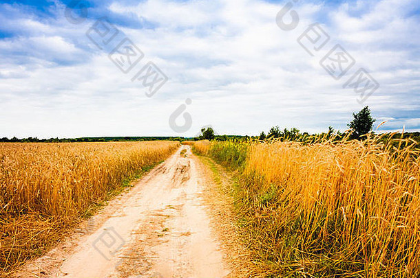 空农村路字段小麦