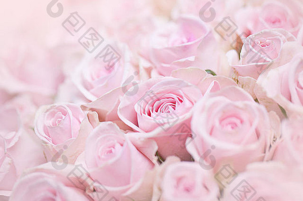 特写镜头柔和的彩色的粉红色的玫瑰滴露珠