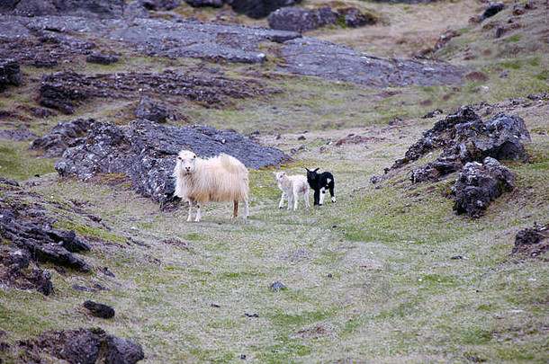 冰岛<strong>羊</strong>黑色的白色<strong>羊</strong>羔