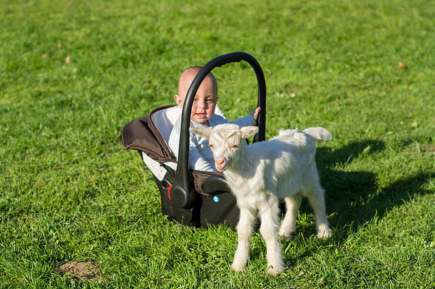 婴儿男孩车座位山羊玩草可爱的春天农场场景牲畜有趣的