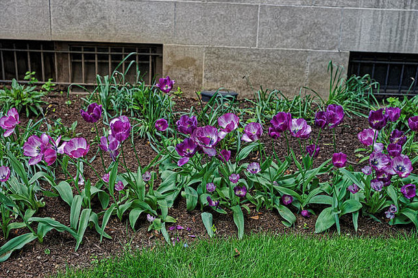 花圃黑暗光紫色的郁金香如图所示华盛顿曼联州美国国家购物中心区域城市完整的色彩斑斓的花