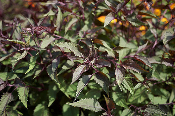 ageratina高紫色的叶子