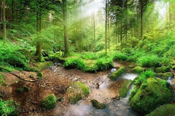 迷人的全景森林风景软光下降树叶流宁静的水