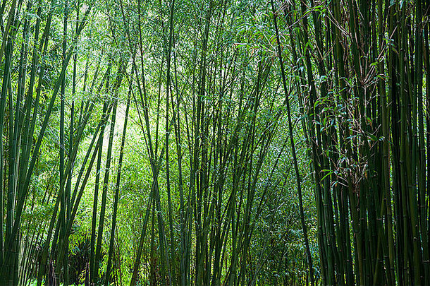 软发光的绿色植物竹子拐杖康沃尔郡的花园