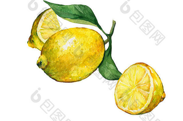 安排片新鲜的柑橘类水果柠檬绿色叶子花手画水彩绘画