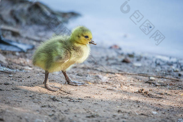 妈妈。鹅婴儿幼鹅鹅照片萨默斯一天湖