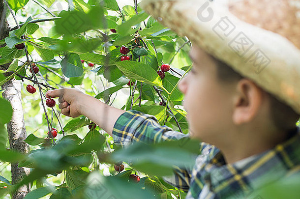 孩子收获欧洲酸樱桃樱桃树