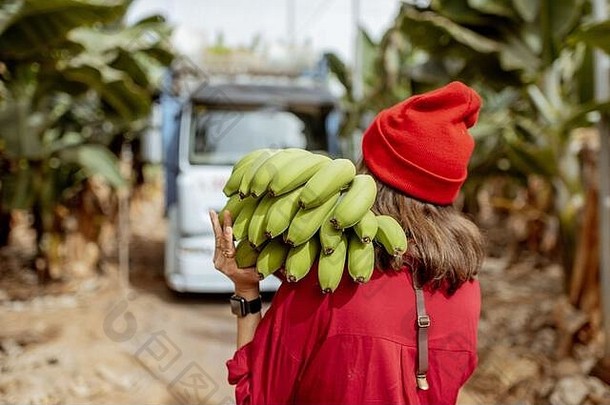 女人携带阀杆新鲜<strong>取货</strong>绿色香蕉种植园收获时间卡车背景视图背后