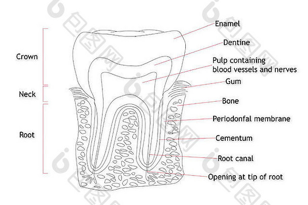 人类牙结构