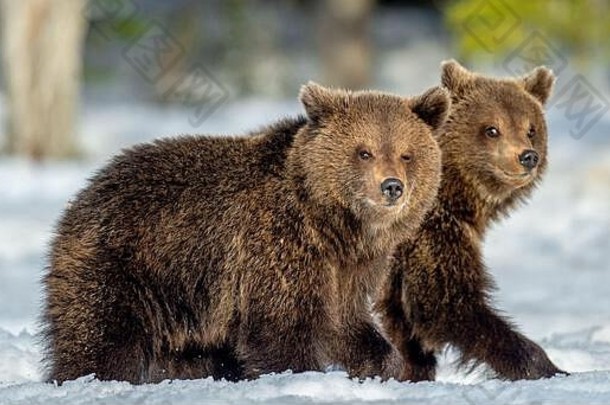 熊幼崽走雪冬天森林野生自然自然栖息地棕色（的）熊科学熊属arctosarctos