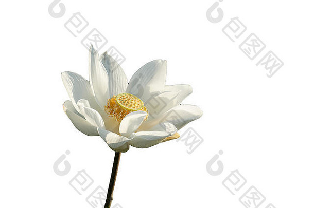 新鲜的白色莲花花瓣花孤立的白色背景关闭焦点美丽的白色莲花花孤立的盛开的复制空间