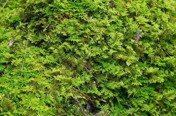 软绿色长满青苔的林地地板上自然背景叶碎片有羽毛的莫斯的叶子