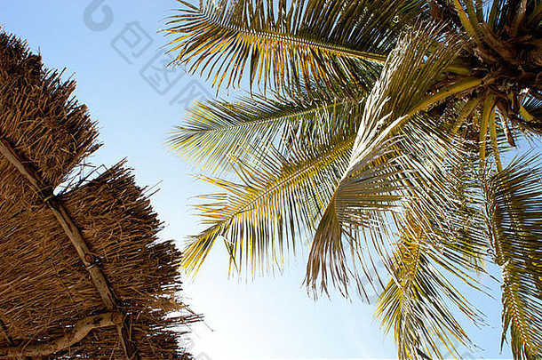 稻草伞椰子树清晰的蓝色的天空背景