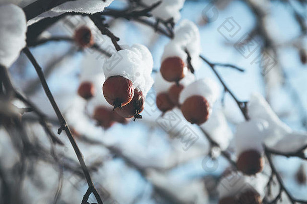 冬天浆果覆盖雪树