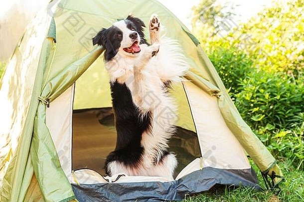 户外肖像可爱的有趣的小狗狗边境牧羊犬坐着内部野营帐篷宠物旅行冒险狗同伴《卫报》野营保护旅行旅游概念