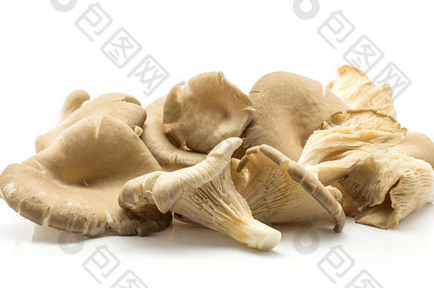牡蛎蘑菇普通蘑菇鸵鸟集孤立的白色背景生未煮过的