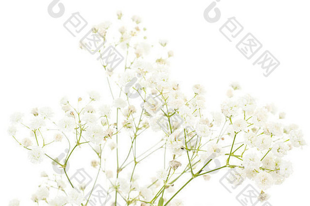白色石竹类植物孤立的白色背景