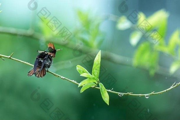 植绒的科凯特洛普霍尼斯ornatus坐着分支鸟海区热带森林特立尼达拉岛多巴哥美丽的色彩斑斓的蜂鸟坐着
