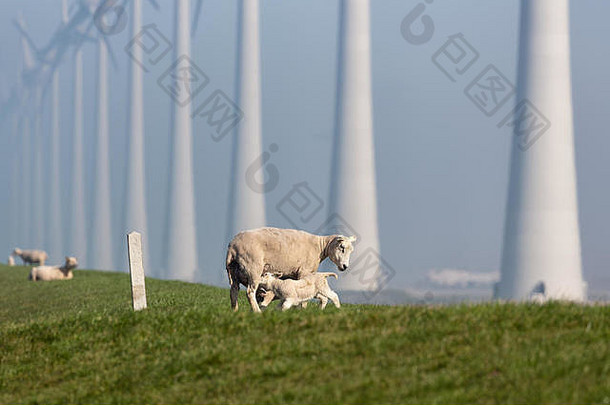 羊羊肉圩荷兰风涡轮农场