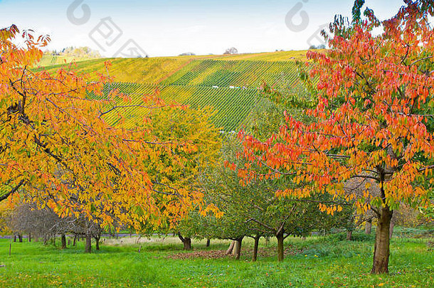 草地色彩斑斓的树秋天背景葡萄园