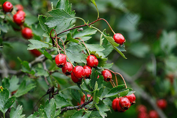 红色的水果Crataegus单妇山楂个种子山楂花主要黑刺李白色角主板