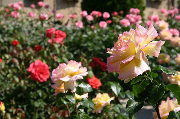 花园对冲玫瑰灌木