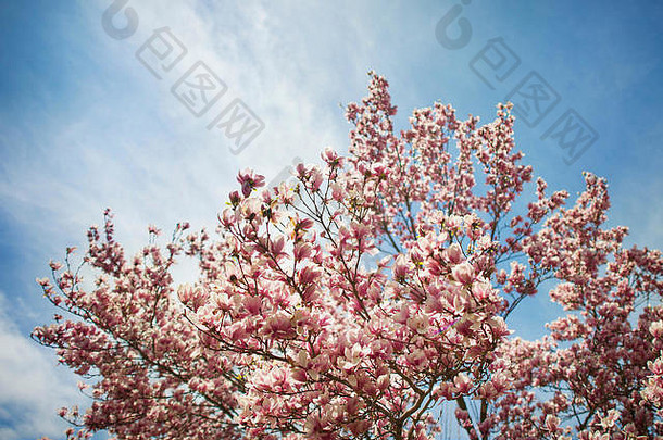 粉红色的木兰树完整的开花<strong>蓝色</strong>的天空明亮的太阳