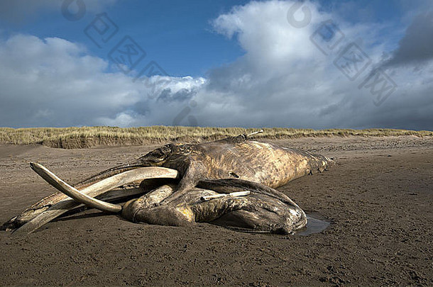 尸体搁浅鲸鱼6鲸鱼德里格坎布里亚郡英格兰