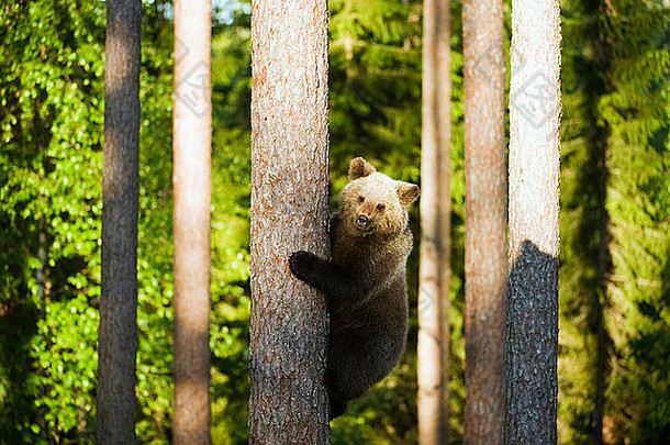 熊幼崽树攀爬