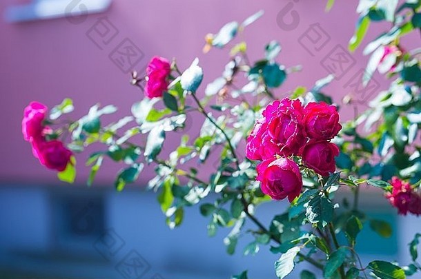 红色的<strong>玫瑰</strong>花盛开的关闭红色的花