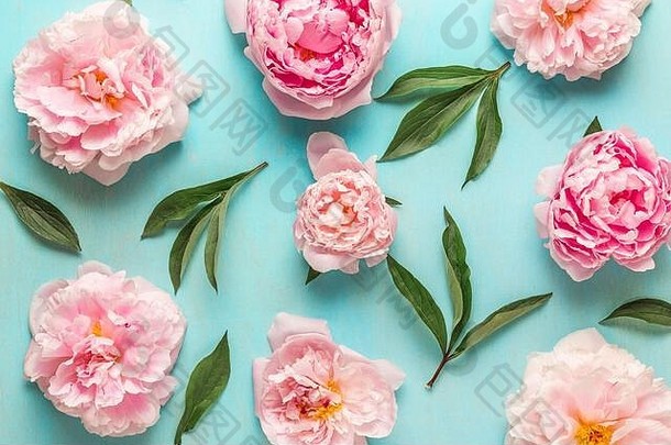 花作文模式使粉红色的牡丹花绿色叶子蓝色的木背景平躺前视图婚礼春天概念