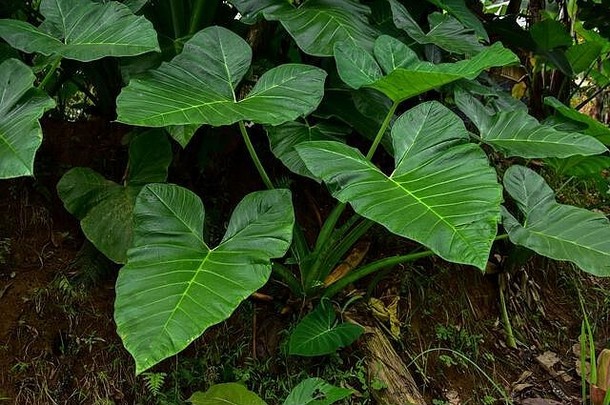 黑暗绿色芋头叶芋属物种热带树叶植物孤立的白色背景剪裁路径包括图像大决议