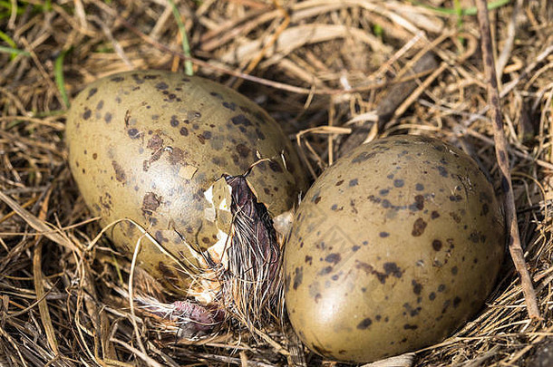巢常见的金larus卡努斯说谎地面鸡蛋鸡蛋孵化关闭